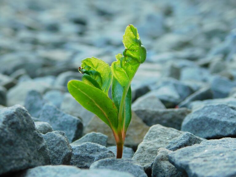 hope-5152466_1280